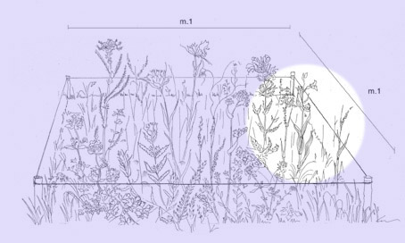 un metro quadrato di paradiso - disegno con le specie riscontrate in un m.q. di terreno nel parco nazionale del gran paradiso - set 2010